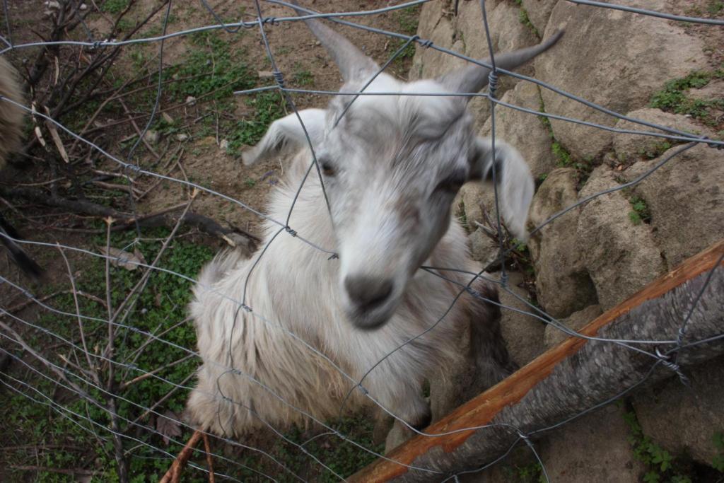 Agriturismo Ghiritina Francavilla di Sicilia Dış mekan fotoğraf